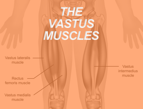 Understanding the Vastus Muscles