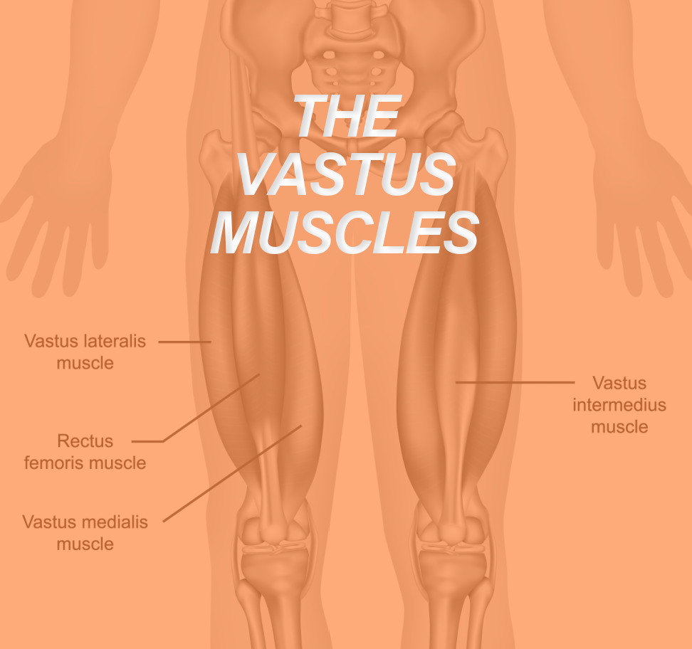 VASTUS MUSCLES