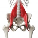3d Rendered Medically Accurate Illustration Of A Womans Psoas Major